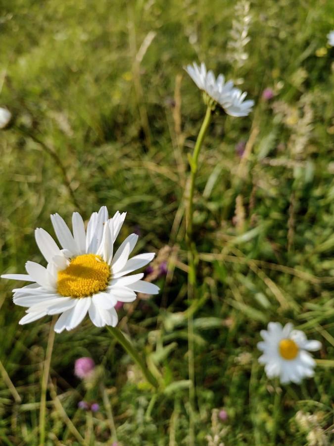 B&B La Casa Di Elsa Polcenigo Dış mekan fotoğraf